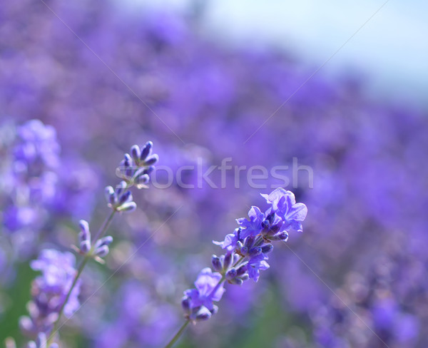 lavender Stock photo © tycoon