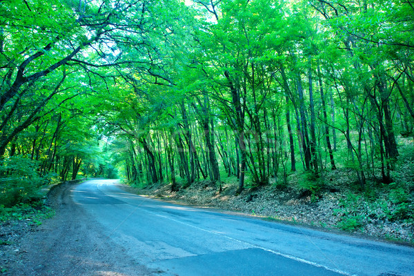 road in forest Stock photo © tycoon