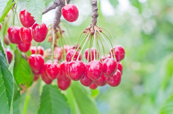 cherry on tree Stock photo © tycoon