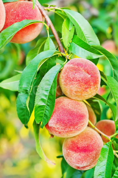 Foto stock: Melocotón · árbol · naturaleza · jardín · verano · color