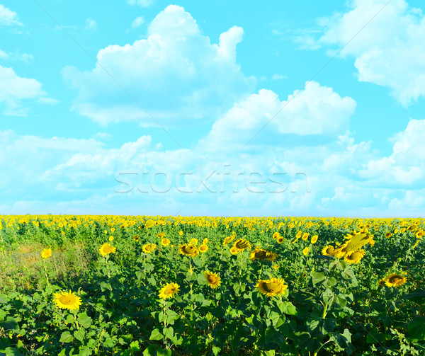 向日葵 场 蓝天 乌克兰 日落 景观 sunflower