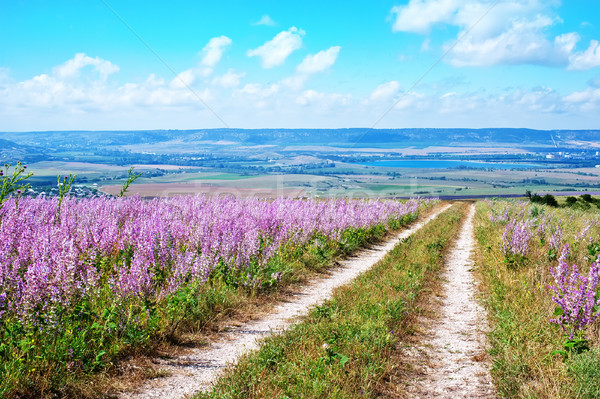 Campo natureza primavera grama nuvem cor Foto stock © tycoon