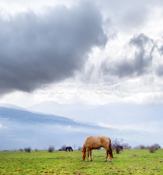 horses Stock photo © tycoon