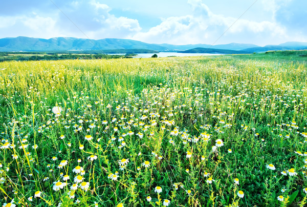 Stockfoto: Veld · bloemen · groene · zomer · hemel · gras