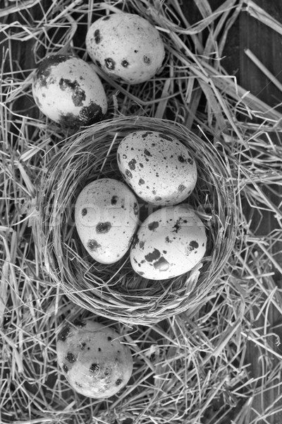 quail eggs Stock photo © tycoon