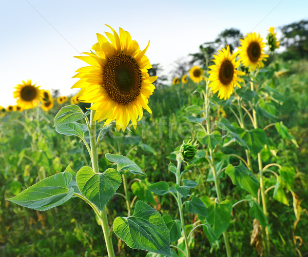 Zonnebloem veld blauwe hemel Oekraïne zonsondergang landschap Stockfoto © tycoon