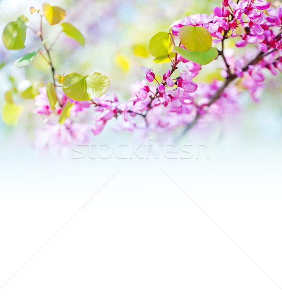 Rózsaszín virágok tavasz kert természet virág Stock fotó © tycoon