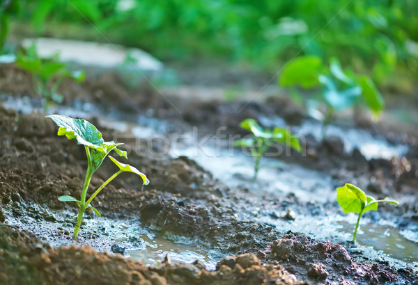 Komkommer spruit tuin zomer bladeren plant Stockfoto © tycoon