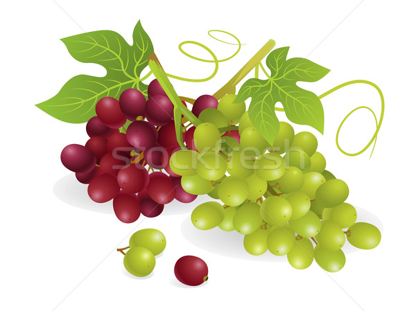 Winogron owoców realistyczny biały fioletowy winorośli Zdjęcia stock © UltraPop
