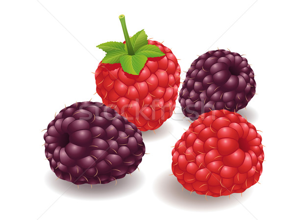 Maliny owoców realistyczny świeże maliny charakter Zdjęcia stock © UltraPop