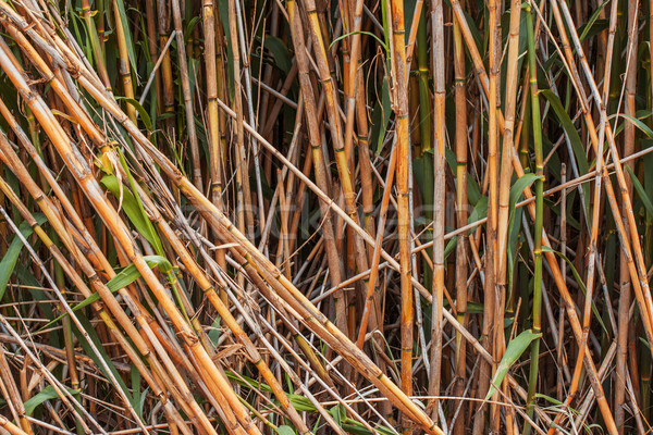 Brown bamboo stalks Stock photo © ultrapro
