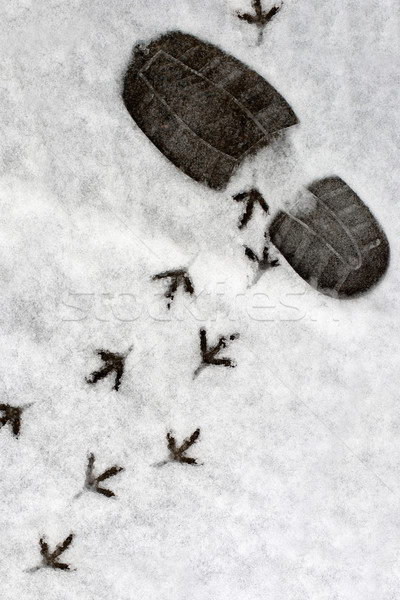 Fußabdrücke Schnee menschlichen Vogel Licht Eis Stock foto © ultrapro