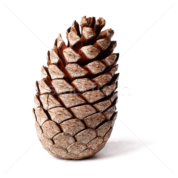 cedar pine cone Stock photo © ultrapro