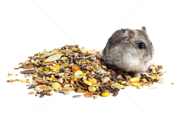 倉鼠 吃 頭髮 肖像 小麥 商業照片 © ultrapro