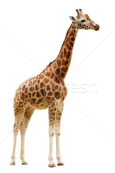 Giraffe isolated on white background. Stock photo © ultrapro