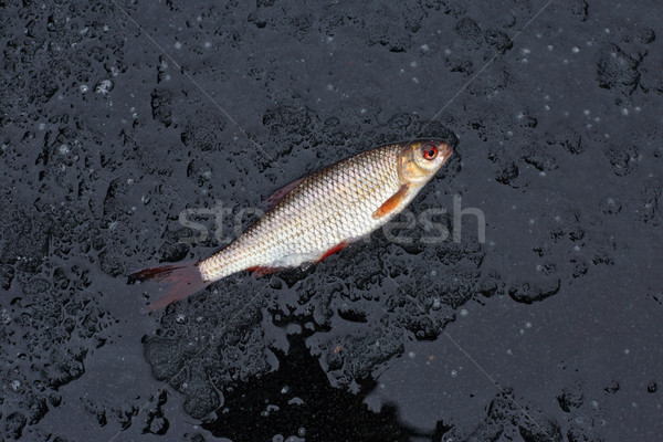 winter fishing. perch fish on ice Stock photo © ultrapro
