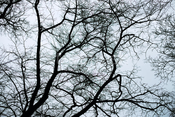 Stok fotoğraf: Siyah · mavi · kış · gökyüzü · ağaç