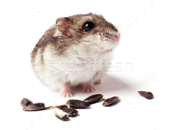 Hamster grain blanche isolé cheveux portrait Photo stock © ultrapro