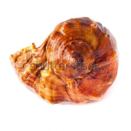 big spiked seashell on white. Stock photo © ultrapro