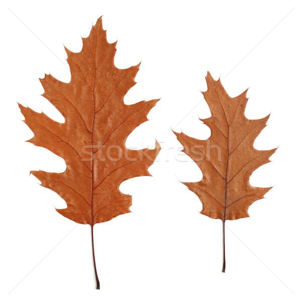 two dry oak leaves Stock photo © ultrapro