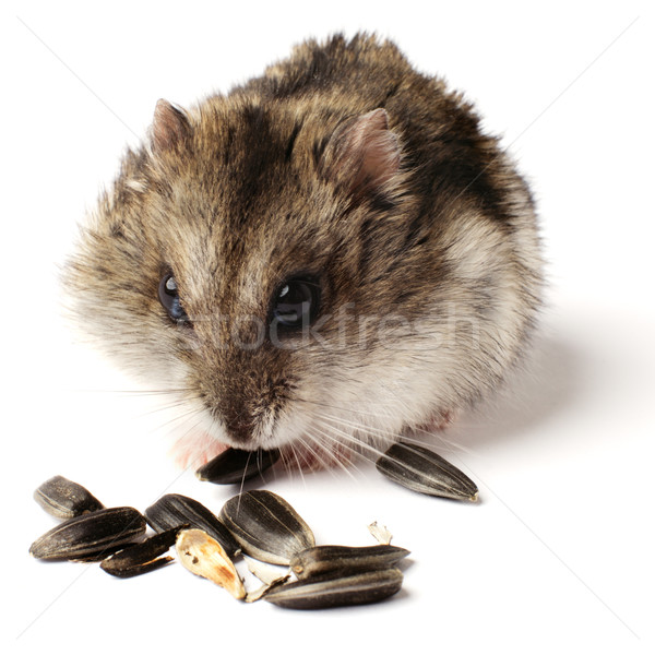 Gourmand peu hamster blanche cheveux Photo stock © ultrapro
