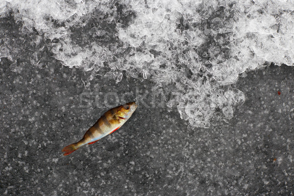 冬天 釣魚 魚 冰 性質 雪 商業照片 © ultrapro