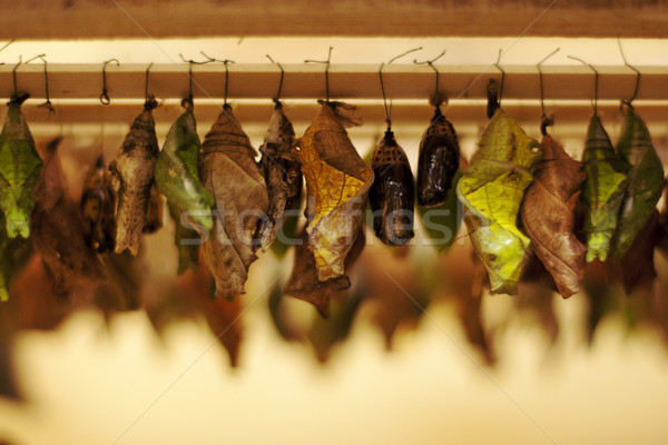 Warten Zeit Transformation Schmetterling grünen Gruppe Stock foto © ultrapro