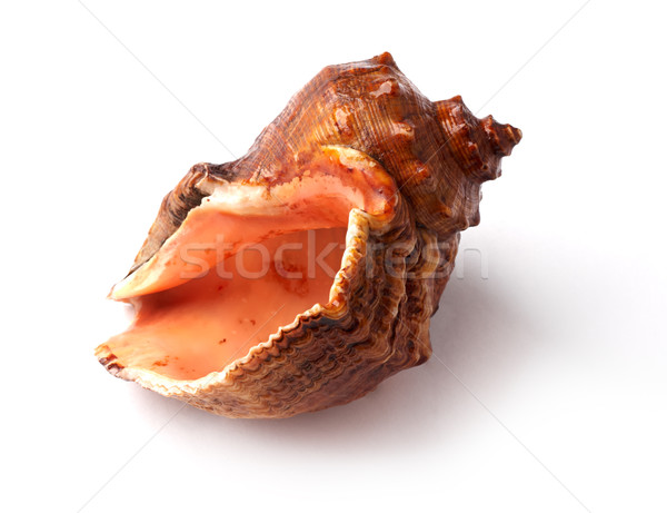 Closeup of big spiked seashell on white. Stock photo © ultrapro