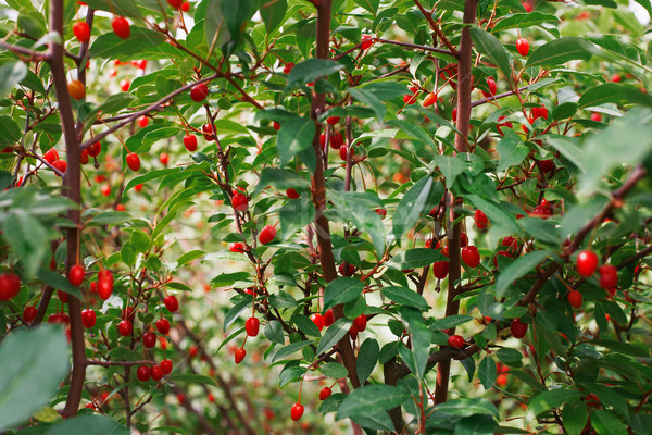 Berberis bush with red berries and green foliage Stock photo © ultrapro