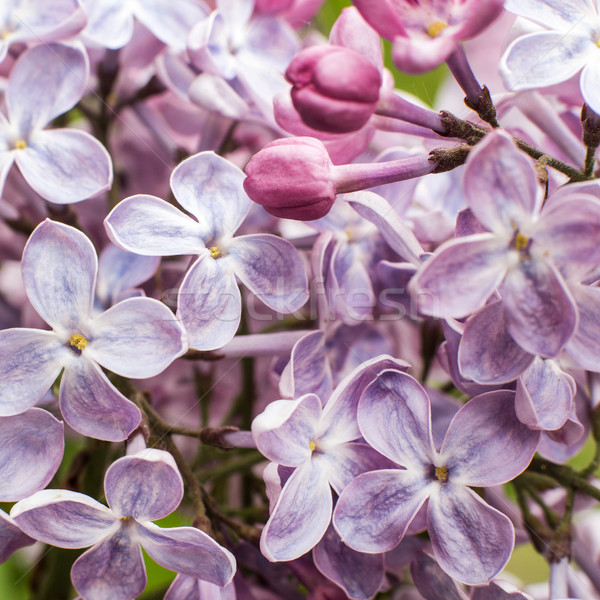 Stock photo: Macro image of spring lilac flowers
