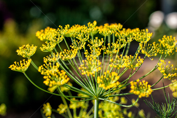 Grande amarillo flor jardín de flores naturaleza Foto stock © ultrapro