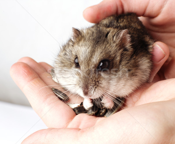 Hamster handen meisje grijs Stockfoto © ultrapro