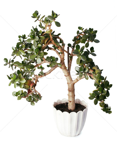 Crassula tree isolated on white background Stock photo © ultrapro