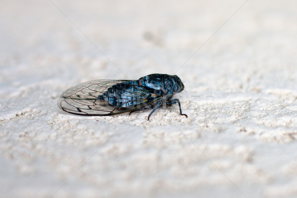 Foto stock: Insectos · pared · ojos · naturaleza · cuerpo