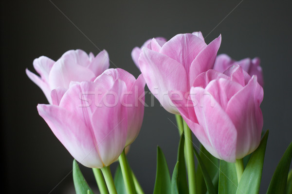 Bouquet tulipani grigio fronte view Pasqua Foto d'archivio © ultrapro