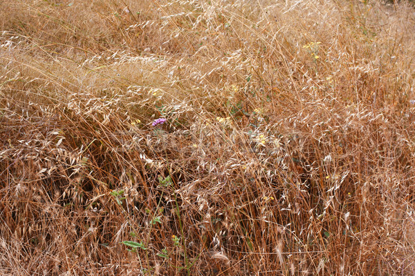 Gouden oren haver veld zomer voedsel Stockfoto © ultrapro