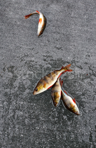 Balık buz kış balık tutma doğa kar Stok fotoğraf © ultrapro