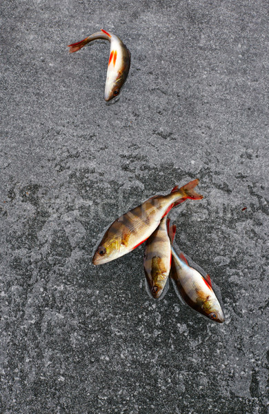 perch fish on ice. winter fishing. Stock photo © ultrapro