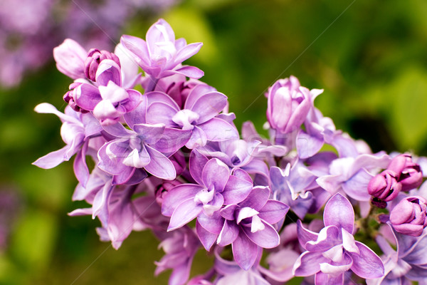 Stock photo: branch with spring lilac flowers