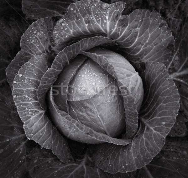 Foto d'archivio: Cavolo · primo · piano · bianco · nero · foto · natura · giardino