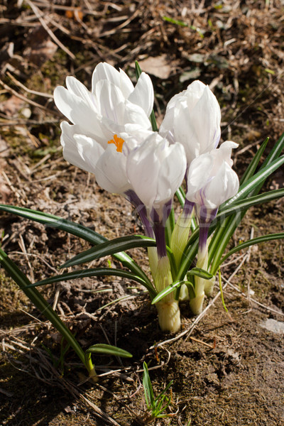 Wiosną krokus kwiat grupy wiosennych kwiatów ziemi Zdjęcia stock © ultrapro
