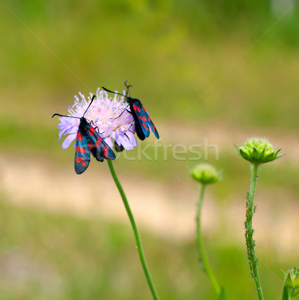 çiçek böcek oturma yonca yaz kırmızı Stok fotoğraf © ultrapro