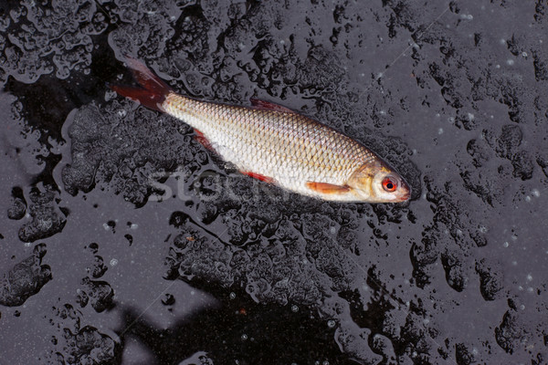 Stock photo: winter fishing. perch fish on ice