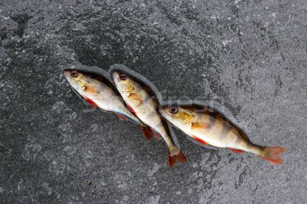 Stock photo: winter fishing. perch fish on ice.