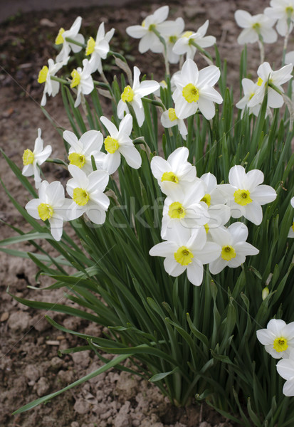 white narcissus flowers in the garden Stock photo © ultrapro