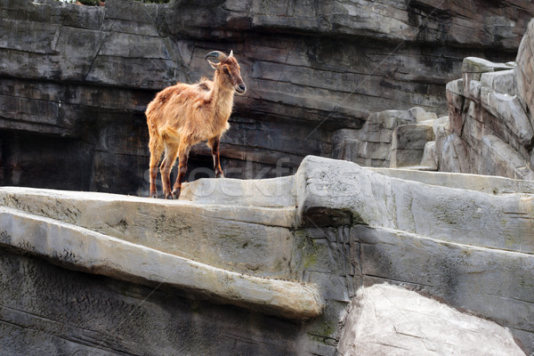 羊 人造的 懸崖 面對 動物園 比利時 商業照片 © ultrapro