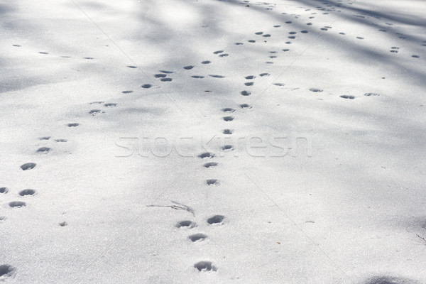 Dog footprints at the snow Stock photo © ultrapro