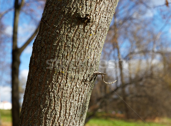 the trunk of a poplar Stock photo © ultrapro