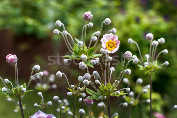 Branches of a blooming pink anemone in a garden Stock photo © ultrapro