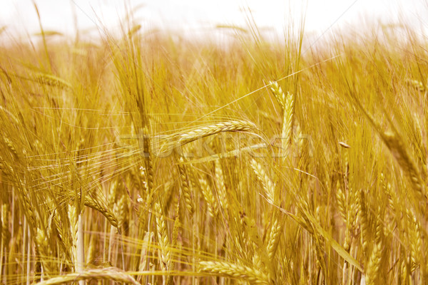 golden wheat field in summer Stock photo © ultrapro